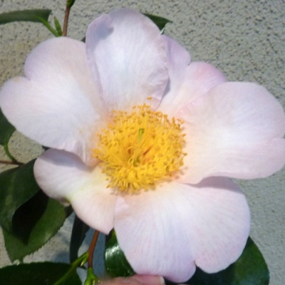 Species grandiflora